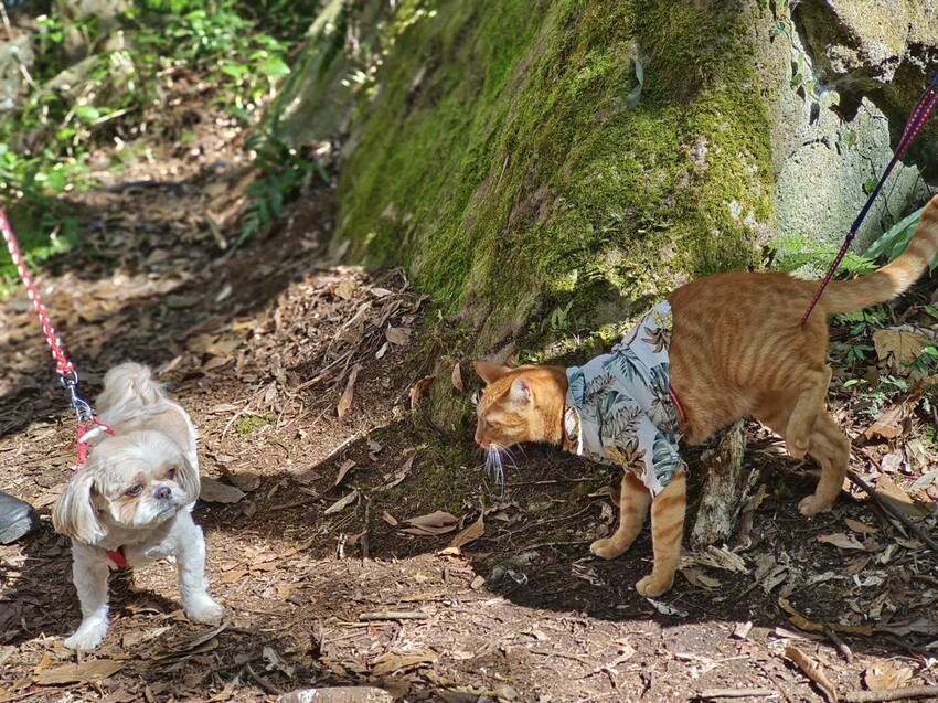 34680.jpg - 【新竹.五峰】油羅山標高1764公尺中級山。林相很美媲美高島三角點無展望。陡上陡下頗濕滑不適合帶寵物 34680.jpg - 【新竹.五峰】油羅山標高1764公尺中級山。林相很美媲美高島三角點無展望。陡上陡下頗濕滑不適合帶寵物