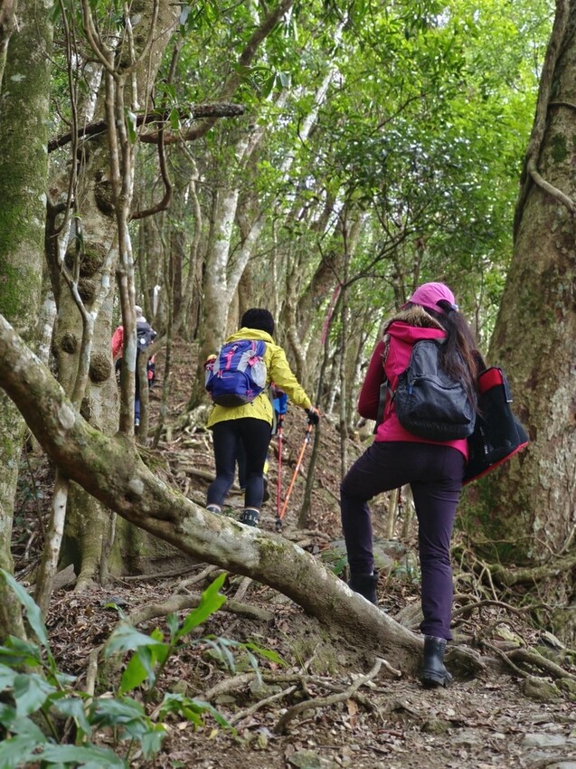 34596.jpg - 【新竹.五峰】油羅山標高1764公尺中級山。林相很美媲美高島三角點無展望。陡上陡下頗濕滑不適合帶寵物 34596.jpg - 【新竹.五峰】油羅山標高1764公尺中級山。林相很美媲美高島三角點無展望。陡上陡下頗濕滑不適合帶寵物