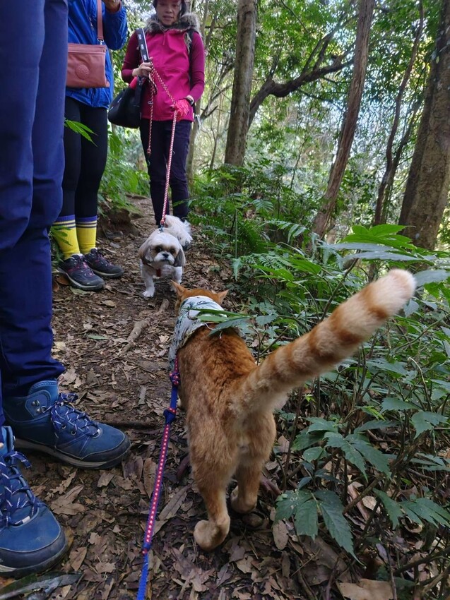 34682.jpg - 【新竹.五峰】油羅山標高1764公尺中級山。林相很美媲美高島三角點無展望。陡上陡下頗濕滑不適合帶寵物 34682.jpg - 【新竹.五峰】油羅山標高1764公尺中級山。林相很美媲美高島三角點無展望。陡上陡下頗濕滑不適合帶寵物