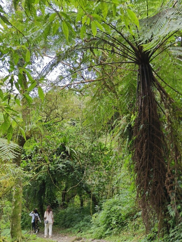31416.jpg - 【宜蘭】松羅國家步道。平緩好走森林感十足。蕨類植物超級多像隧道的場景超好拍