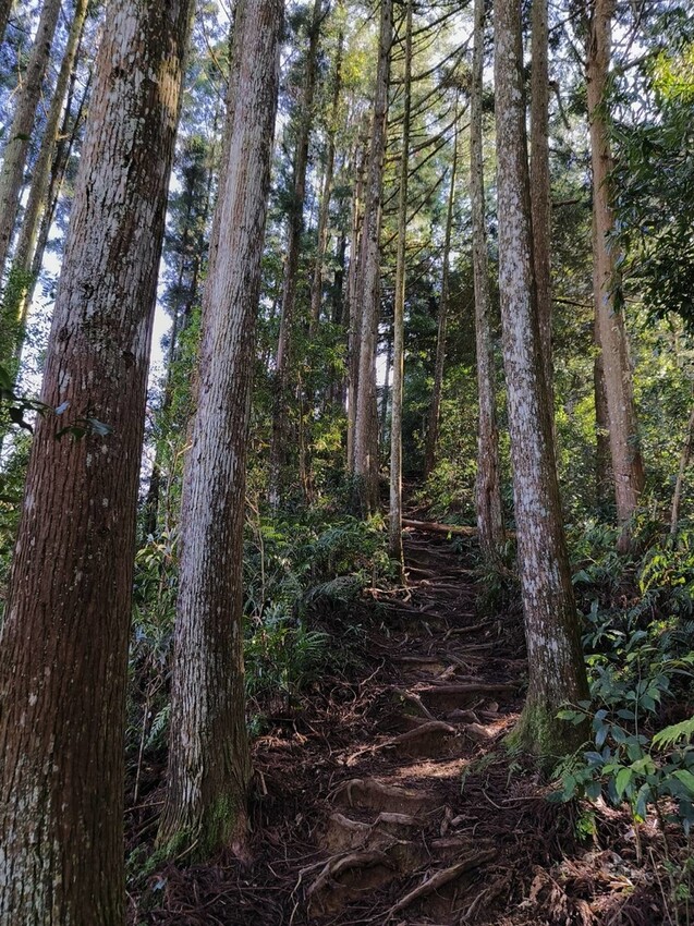 34624.jpg - 【新竹.五峰】油羅山標高1764公尺中級山。林相很美媲美高島三角點無展望。陡上陡下頗濕滑不適合帶寵物 34624.jpg - 【新竹.五峰】油羅山標高1764公尺中級山。林相很美媲美高島三角點無展望。陡上陡下頗濕滑不適合帶寵物