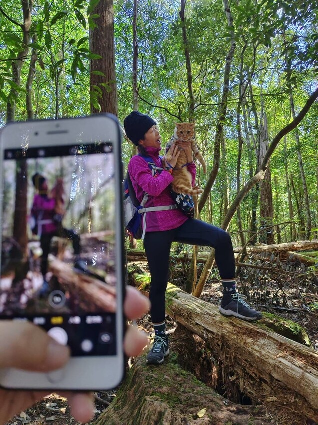 34613.jpg - 【新竹.五峰】油羅山標高1764公尺中級山。林相很美媲美高島三角點無展望。陡上陡下頗濕滑不適合帶寵物 34613.jpg - 【新竹.五峰】油羅山標高1764公尺中級山。林相很美媲美高島三角點無展望。陡上陡下頗濕滑不適合帶寵物