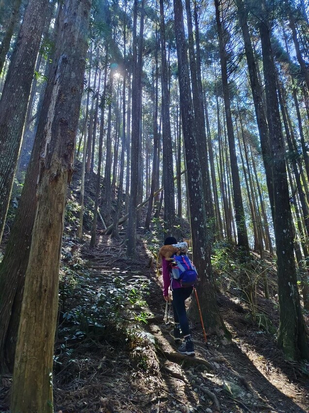 34611.jpg - 【新竹.五峰】油羅山標高1764公尺中級山。林相很美媲美高島三角點無展望。陡上陡下頗濕滑不適合帶寵物 34611.jpg - 【新竹.五峰】油羅山標高1764公尺中級山。林相很美媲美高島三角點無展望。陡上陡下頗濕滑不適合帶寵物