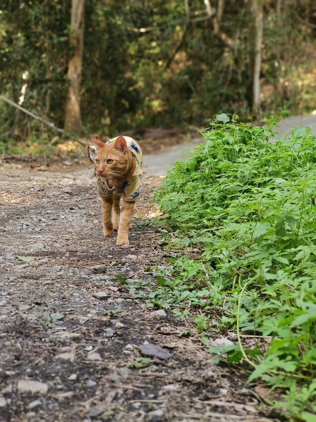 27654.jpg - 【台中.谷關】初次挑戰谷關七雄之一老六白毛山。山頂展望很棒。攜帶辛巴上山 27654.jpg - 【台中.谷關】初次挑戰谷關七雄之一老六白毛山。山頂展望很棒。攜帶辛巴上山