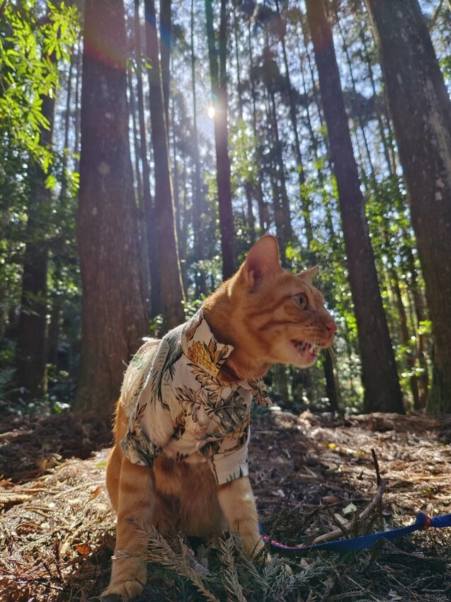 34678.jpg - 【新竹.五峰】油羅山標高1764公尺中級山。林相很美媲美高島三角點無展望。陡上陡下頗濕滑不適合帶寵物 34678.jpg - 【新竹.五峰】油羅山標高1764公尺中級山。林相很美媲美高島三角點無展望。陡上陡下頗濕滑不適合帶寵物