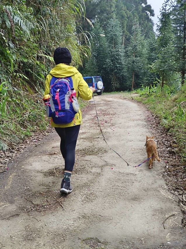 34665.jpg - 【新竹.五峰】油羅山標高1764公尺中級山。林相很美媲美高島三角點無展望。陡上陡下頗濕滑不適合帶寵物 34665.jpg - 【新竹.五峰】油羅山標高1764公尺中級山。林相很美媲美高島三角點無展望。陡上陡下頗濕滑不適合帶寵物