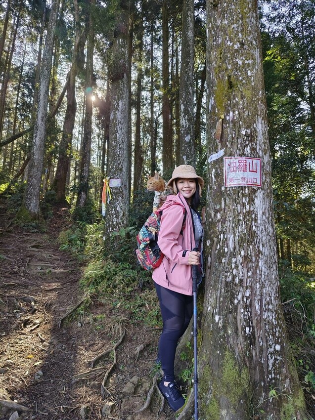 34622.jpg - 【新竹.五峰】油羅山標高1764公尺中級山。林相很美媲美高島三角點無展望。陡上陡下頗濕滑不適合帶寵物 34622.jpg - 【新竹.五峰】油羅山標高1764公尺中級山。林相很美媲美高島三角點無展望。陡上陡下頗濕滑不適合帶寵物