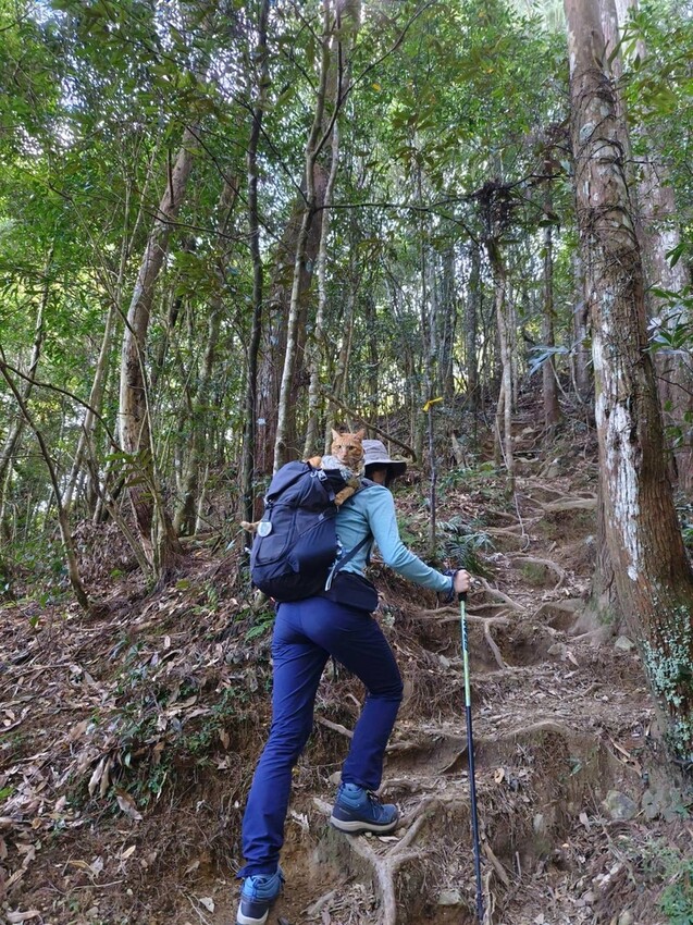 34605.jpg - 【新竹.五峰】油羅山標高1764公尺中級山。林相很美媲美高島三角點無展望。陡上陡下頗濕滑不適合帶寵物 34605.jpg - 【新竹.五峰】油羅山標高1764公尺中級山。林相很美媲美高島三角點無展望。陡上陡下頗濕滑不適合帶寵物
