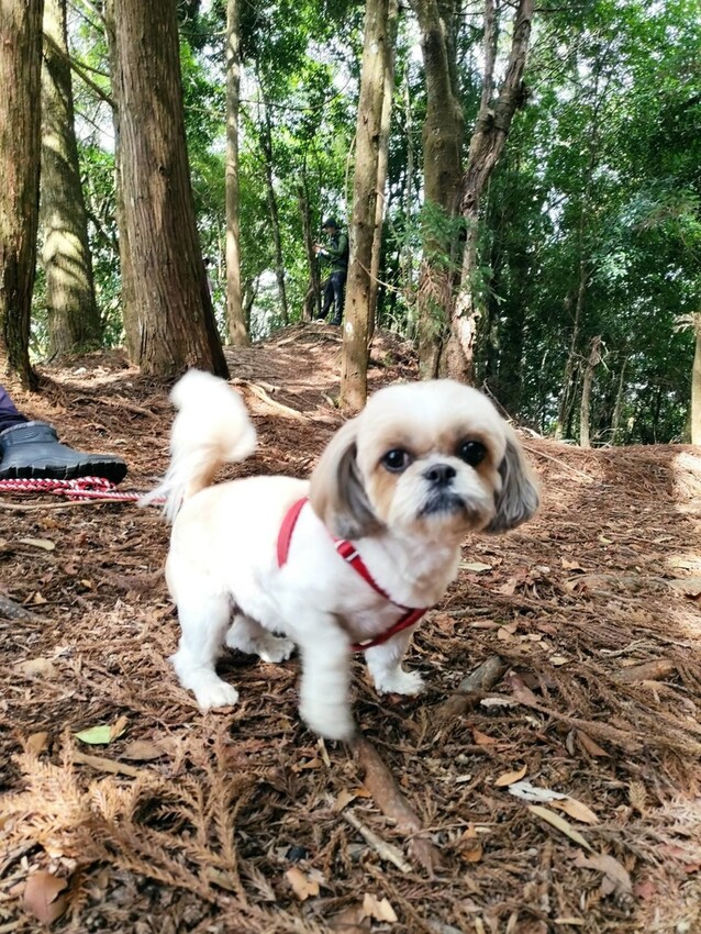 34577.jpg - 【新竹.五峰】油羅山標高1764公尺中級山。林相很美媲美高島三角點無展望。陡上陡下頗濕滑不適合帶寵物 34577.jpg - 【新竹.五峰】油羅山標高1764公尺中級山。林相很美媲美高島三角點無展望。陡上陡下頗濕滑不適合帶寵物