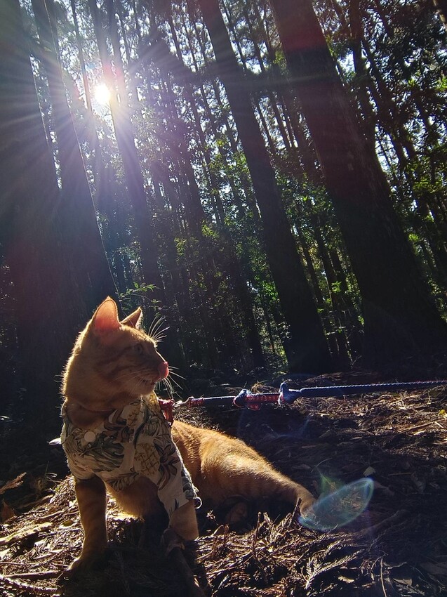 34679.jpg - 【新竹.五峰】油羅山標高1764公尺中級山。林相很美媲美高島三角點無展望。陡上陡下頗濕滑不適合帶寵物 34679.jpg - 【新竹.五峰】油羅山標高1764公尺中級山。林相很美媲美高島三角點無展望。陡上陡下頗濕滑不適合帶寵物