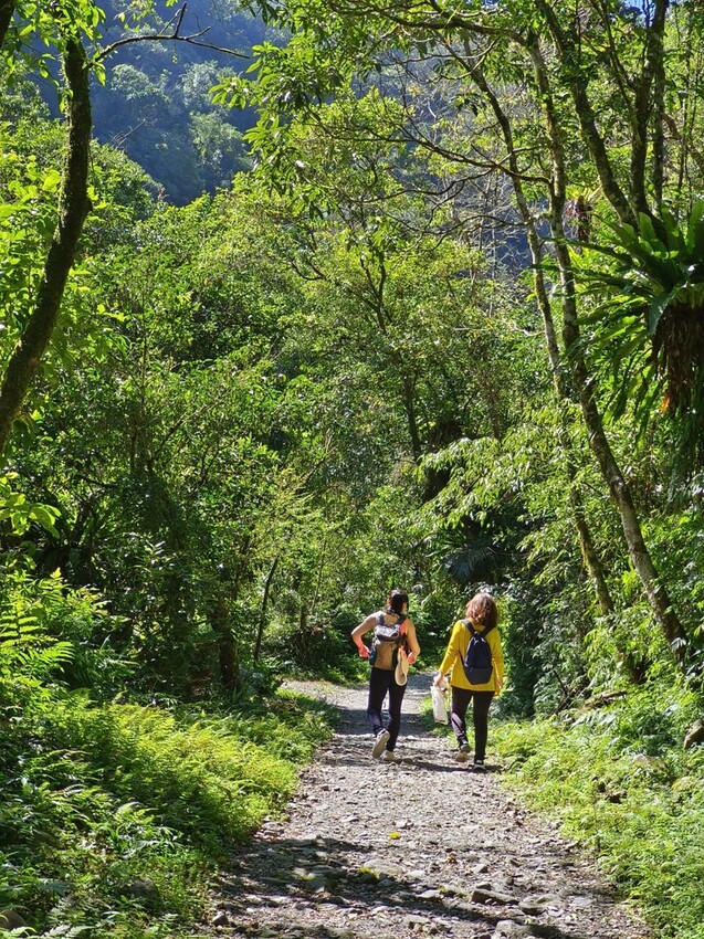 31432.jpg - 【宜蘭】松羅國家步道。平緩好走森林感十足。蕨類植物超級多像隧道的場景超好拍