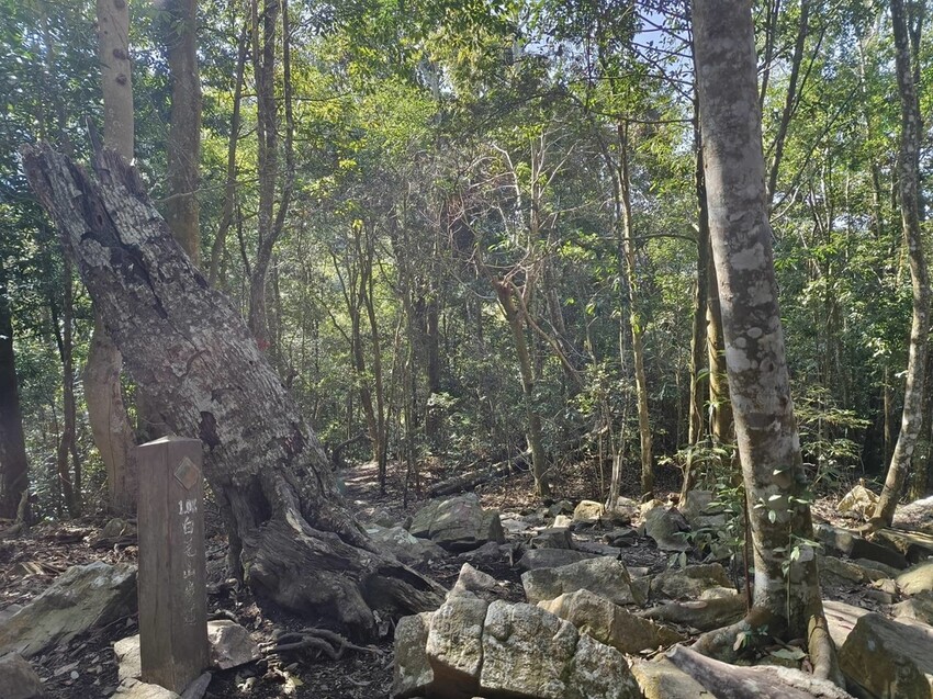 27672.jpg - 【台中.谷關】初次挑戰谷關七雄之一老六白毛山。山頂展望很棒。攜帶辛巴上山 27672.jpg - 【台中.谷關】初次挑戰谷關七雄之一老六白毛山。山頂展望很棒。攜帶辛巴上山