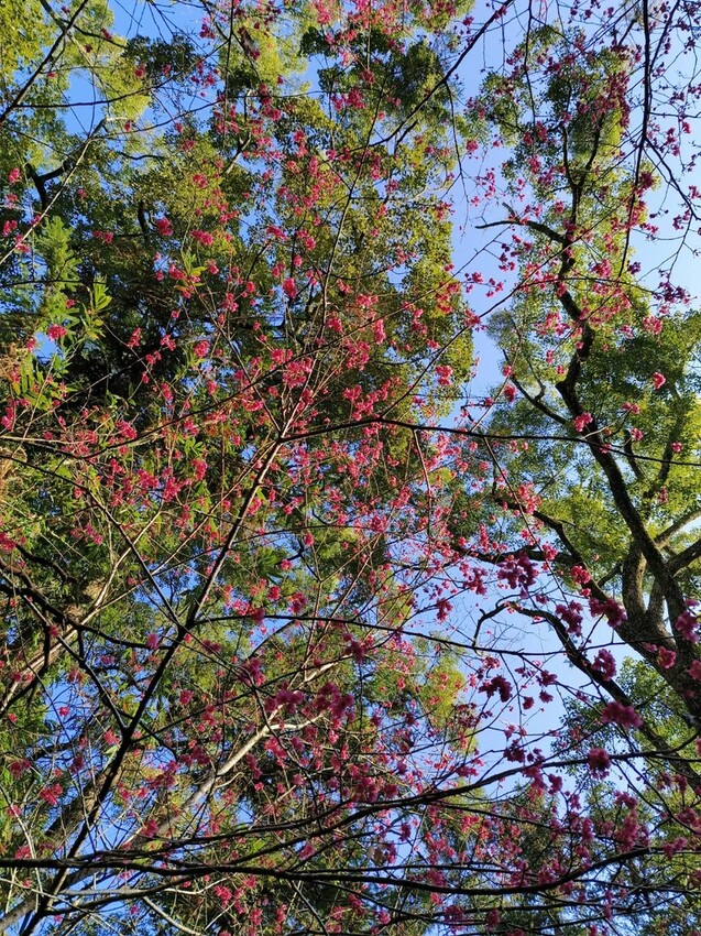 27679.jpg - 【台中.谷關】初次挑戰谷關七雄之一老六白毛山。山頂展望很棒。攜帶辛巴上山 27679.jpg - 【台中.谷關】初次挑戰谷關七雄之一老六白毛山。山頂展望很棒。攜帶辛巴上山