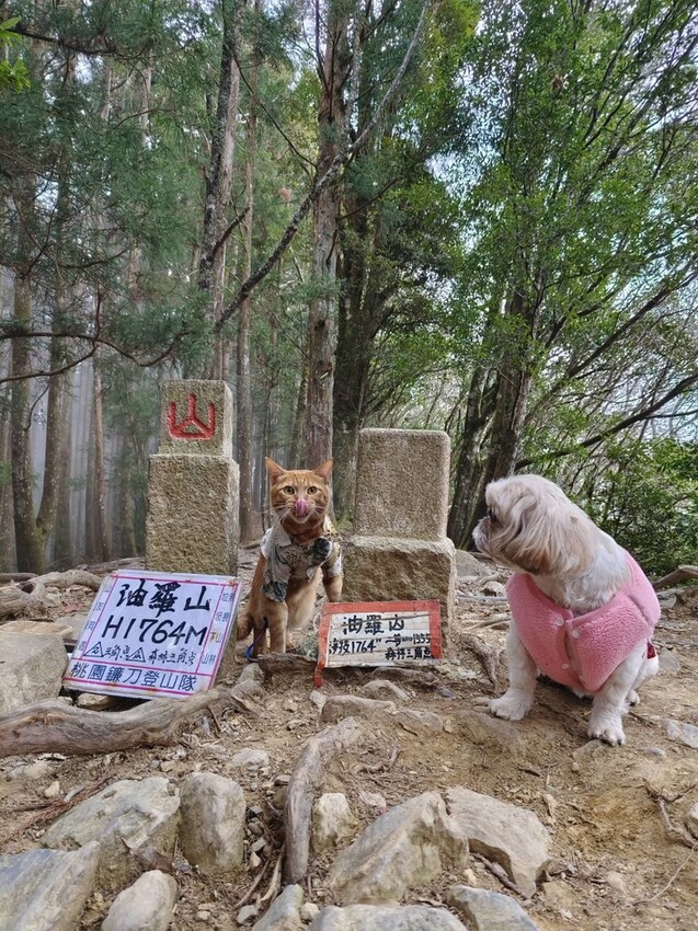 34588_0.jpg - 【新竹.五峰】油羅山標高1764公尺中級山。林相很美媲美高島三角點無展望。陡上陡下頗濕滑不適合帶寵物 34588_0.jpg - 【新竹.五峰】油羅山標高1764公尺中級山。林相很美媲美高島三角點無展望。陡上陡下頗濕滑不適合帶寵物