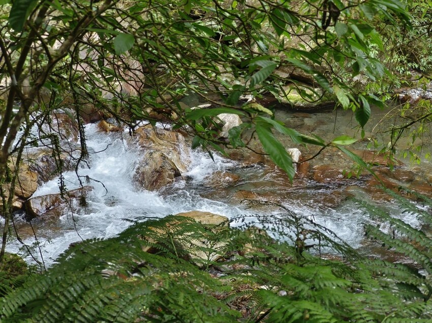 31099.jpg - 【宜蘭】松羅國家步道。平緩好走森林感十足。蕨類植物超級多像隧道的場景超好拍