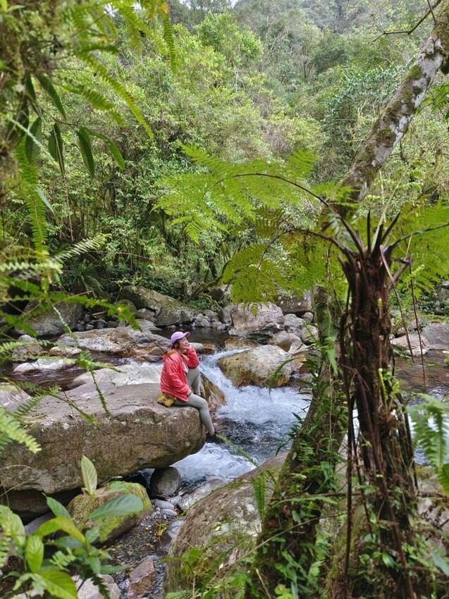 31101.jpg - 【宜蘭】松羅國家步道。平緩好走森林感十足。蕨類植物超級多像隧道的場景超好拍