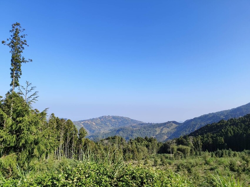 34619.jpg - 【新竹.五峰】油羅山標高1764公尺中級山。林相很美媲美高島三角點無展望。陡上陡下頗濕滑不適合帶寵物 34619.jpg - 【新竹.五峰】油羅山標高1764公尺中級山。林相很美媲美高島三角點無展望。陡上陡下頗濕滑不適合帶寵物