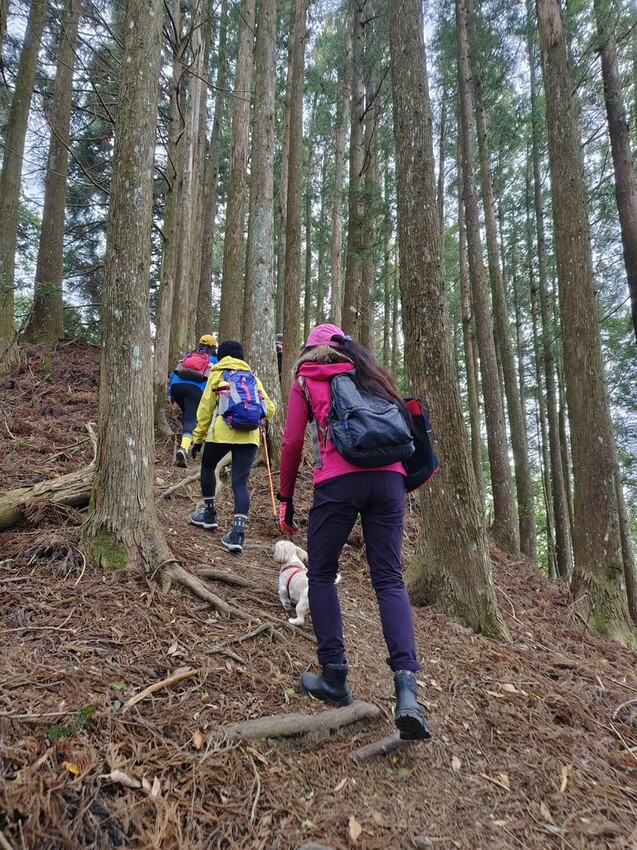 34599.jpg - 【新竹.五峰】油羅山標高1764公尺中級山。林相很美媲美高島三角點無展望。陡上陡下頗濕滑不適合帶寵物 34599.jpg - 【新竹.五峰】油羅山標高1764公尺中級山。林相很美媲美高島三角點無展望。陡上陡下頗濕滑不適合帶寵物