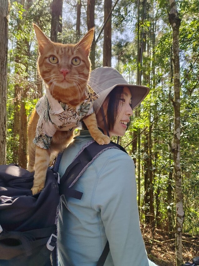 34606.jpg - 【新竹.五峰】油羅山標高1764公尺中級山。林相很美媲美高島三角點無展望。陡上陡下頗濕滑不適合帶寵物 34606.jpg - 【新竹.五峰】油羅山標高1764公尺中級山。林相很美媲美高島三角點無展望。陡上陡下頗濕滑不適合帶寵物