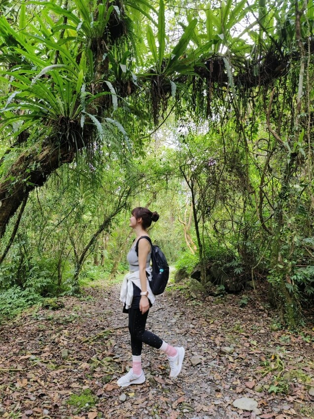 31417.jpg - 【宜蘭】松羅國家步道。平緩好走森林感十足。蕨類植物超級多像隧道的場景超好拍