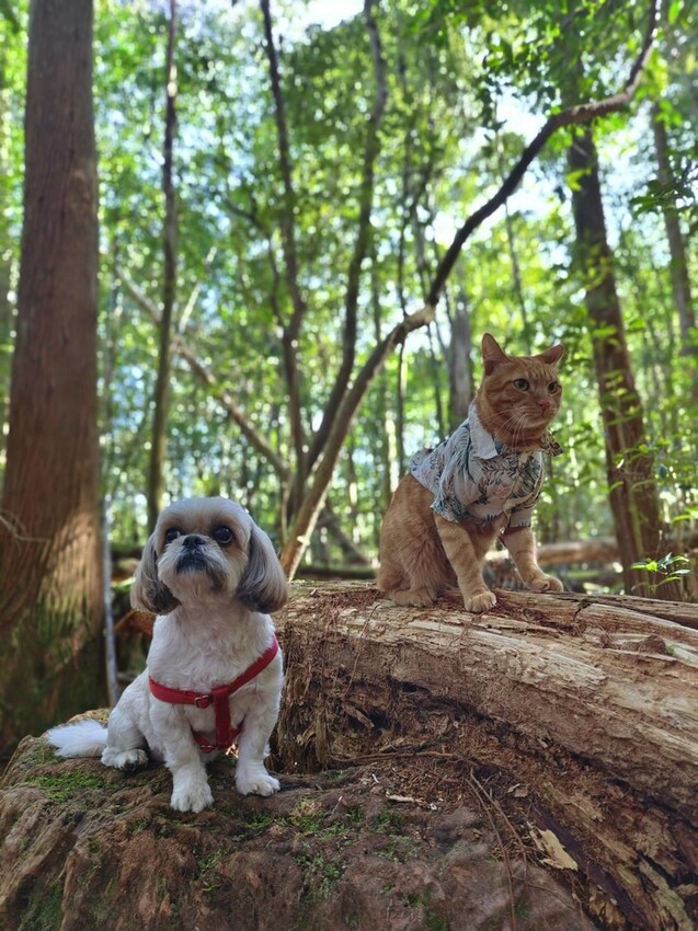 34617.jpg - 【新竹.五峰】油羅山標高1764公尺中級山。林相很美媲美高島三角點無展望。陡上陡下頗濕滑不適合帶寵物 34617.jpg - 【新竹.五峰】油羅山標高1764公尺中級山。林相很美媲美高島三角點無展望。陡上陡下頗濕滑不適合帶寵物