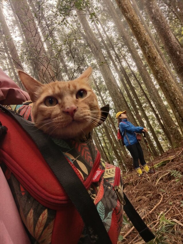 34601.jpg - 【新竹.五峰】油羅山標高1764公尺中級山。林相很美媲美高島三角點無展望。陡上陡下頗濕滑不適合帶寵物 34601.jpg - 【新竹.五峰】油羅山標高1764公尺中級山。林相很美媲美高島三角點無展望。陡上陡下頗濕滑不適合帶寵物