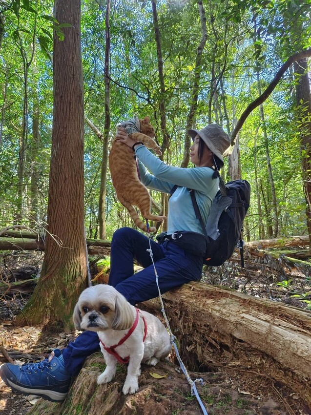 34615.jpg - 【新竹.五峰】油羅山標高1764公尺中級山。林相很美媲美高島三角點無展望。陡上陡下頗濕滑不適合帶寵物 34615.jpg - 【新竹.五峰】油羅山標高1764公尺中級山。林相很美媲美高島三角點無展望。陡上陡下頗濕滑不適合帶寵物