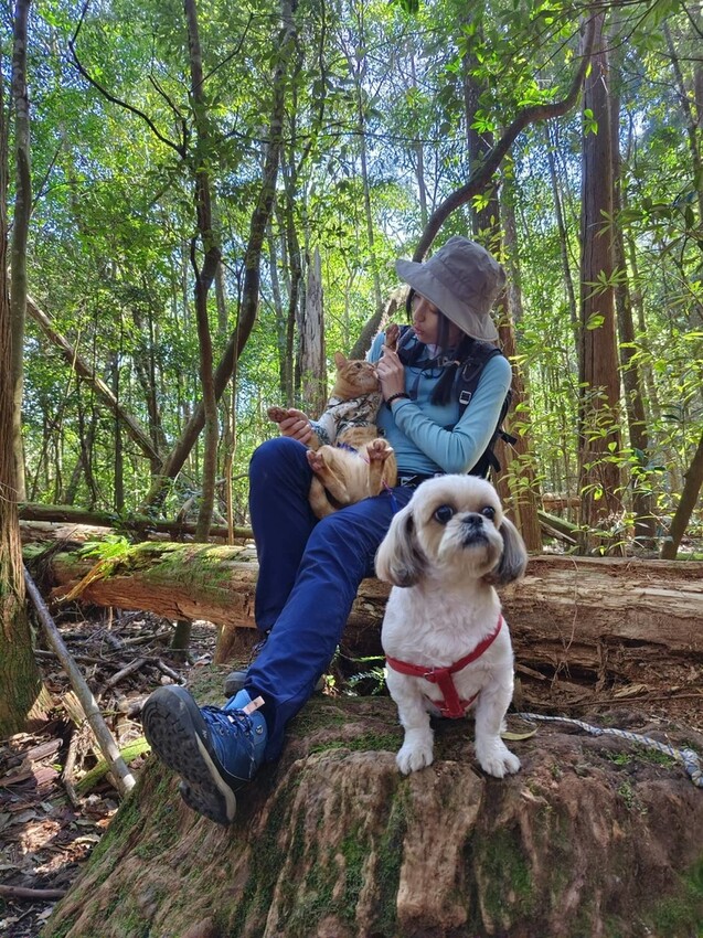 34614.jpg - 【新竹.五峰】油羅山標高1764公尺中級山。林相很美媲美高島三角點無展望。陡上陡下頗濕滑不適合帶寵物 34614.jpg - 【新竹.五峰】油羅山標高1764公尺中級山。林相很美媲美高島三角點無展望。陡上陡下頗濕滑不適合帶寵物