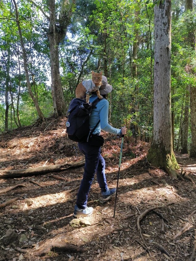 34607.jpg - 【新竹.五峰】油羅山標高1764公尺中級山。林相很美媲美高島三角點無展望。陡上陡下頗濕滑不適合帶寵物 34607.jpg - 【新竹.五峰】油羅山標高1764公尺中級山。林相很美媲美高島三角點無展望。陡上陡下頗濕滑不適合帶寵物