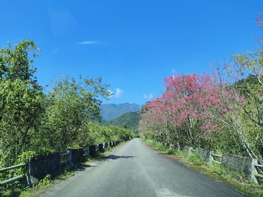 31441.jpg - 【宜蘭】松羅國家步道。平緩好走森林感十足。蕨類植物超級多像隧道的場景超好拍