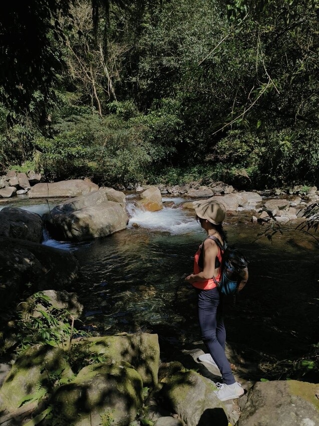 31107.jpg - 【宜蘭】松羅國家步道。平緩好走森林感十足。蕨類植物超級多像隧道的場景超好拍