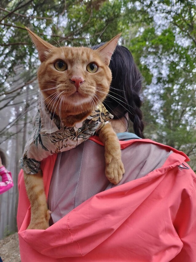 34586.jpg - 【新竹.五峰】油羅山標高1764公尺中級山。林相很美媲美高島三角點無展望。陡上陡下頗濕滑不適合帶寵物 34586.jpg - 【新竹.五峰】油羅山標高1764公尺中級山。林相很美媲美高島三角點無展望。陡上陡下頗濕滑不適合帶寵物