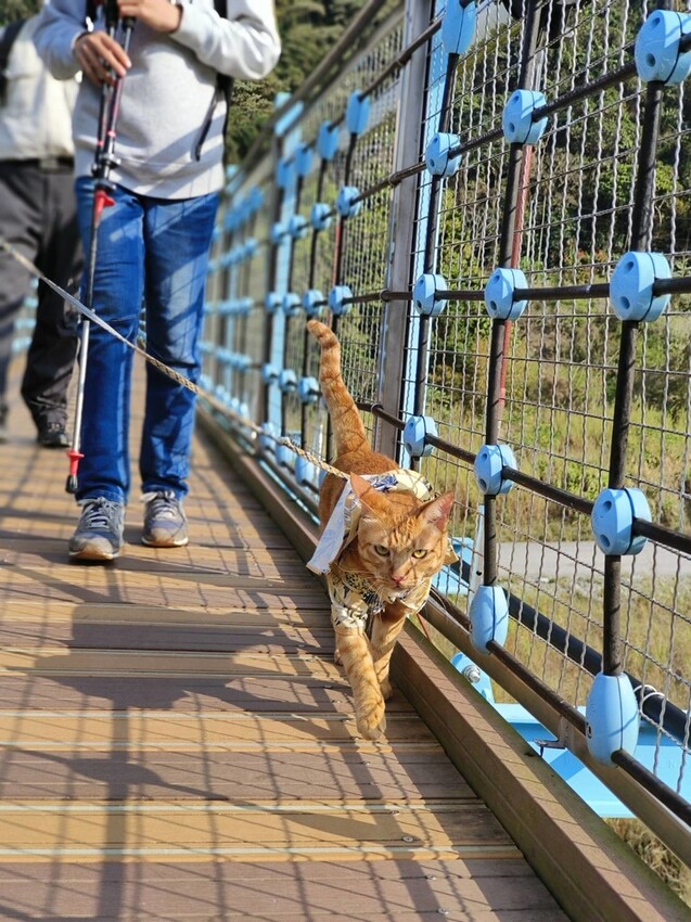 27649.jpg - 【台中.谷關】初次挑戰谷關七雄之一老六白毛山。山頂展望很棒。攜帶辛巴上山 27649.jpg - 【台中.谷關】初次挑戰谷關七雄之一老六白毛山。山頂展望很棒。攜帶辛巴上山