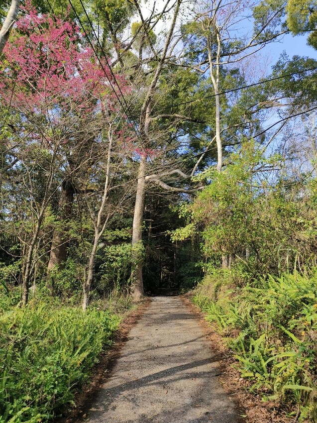 27651.jpg - 【台中.谷關】初次挑戰谷關七雄之一老六白毛山。山頂展望很棒。攜帶辛巴上山 27651.jpg - 【台中.谷關】初次挑戰谷關七雄之一老六白毛山。山頂展望很棒。攜帶辛巴上山