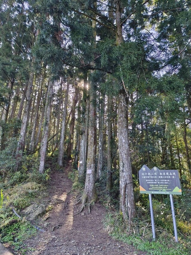 34621.jpg - 【新竹.五峰】油羅山標高1764公尺中級山。林相很美媲美高島三角點無展望。陡上陡下頗濕滑不適合帶寵物 34621.jpg - 【新竹.五峰】油羅山標高1764公尺中級山。林相很美媲美高島三角點無展望。陡上陡下頗濕滑不適合帶寵物