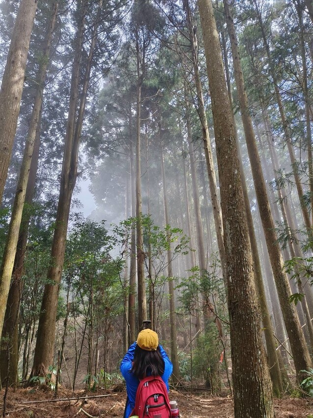 34603.jpg - 【新竹.五峰】油羅山標高1764公尺中級山。林相很美媲美高島三角點無展望。陡上陡下頗濕滑不適合帶寵物 34603.jpg - 【新竹.五峰】油羅山標高1764公尺中級山。林相很美媲美高島三角點無展望。陡上陡下頗濕滑不適合帶寵物