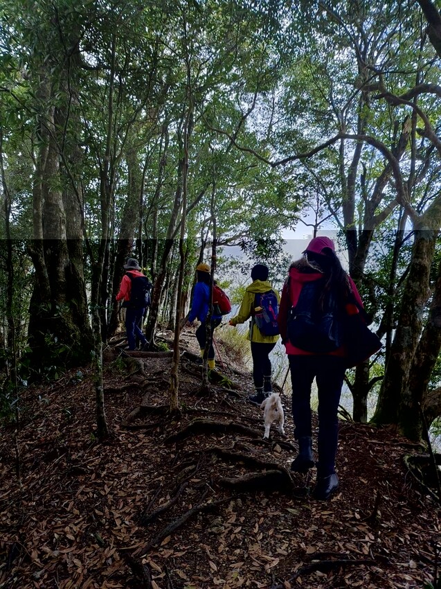 34597.jpg - 【新竹.五峰】油羅山標高1764公尺中級山。林相很美媲美高島三角點無展望。陡上陡下頗濕滑不適合帶寵物 34597.jpg - 【新竹.五峰】油羅山標高1764公尺中級山。林相很美媲美高島三角點無展望。陡上陡下頗濕滑不適合帶寵物