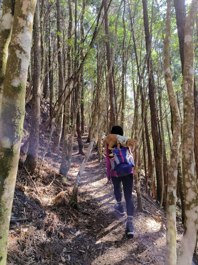 34609.jpg - 【新竹.五峰】油羅山標高1764公尺中級山。林相很美媲美高島三角點無展望。陡上陡下頗濕滑不適合帶寵物 34609.jpg - 【新竹.五峰】油羅山標高1764公尺中級山。林相很美媲美高島三角點無展望。陡上陡下頗濕滑不適合帶寵物