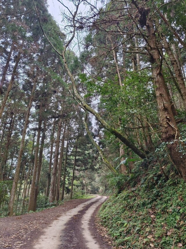  油羅山步道/ WalkerLand窩客島整理提供 未經許可不可轉載