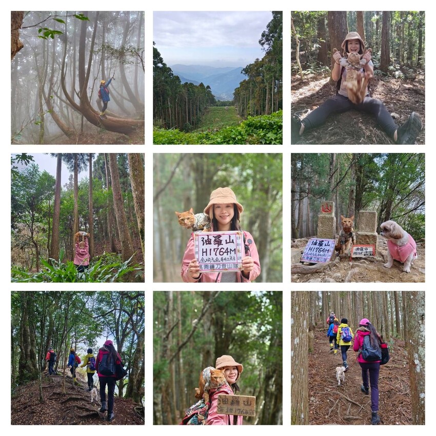 34569.jpg - 【新竹.五峰】油羅山標高1764公尺中級山。林相很美媲美高島三角點無展望。陡上陡下頗濕滑不適合帶寵物 34569.jpg - 【新竹.五峰】油羅山標高1764公尺中級山。林相很美媲美高島三角點無展望。陡上陡下頗濕滑不適合帶寵物
