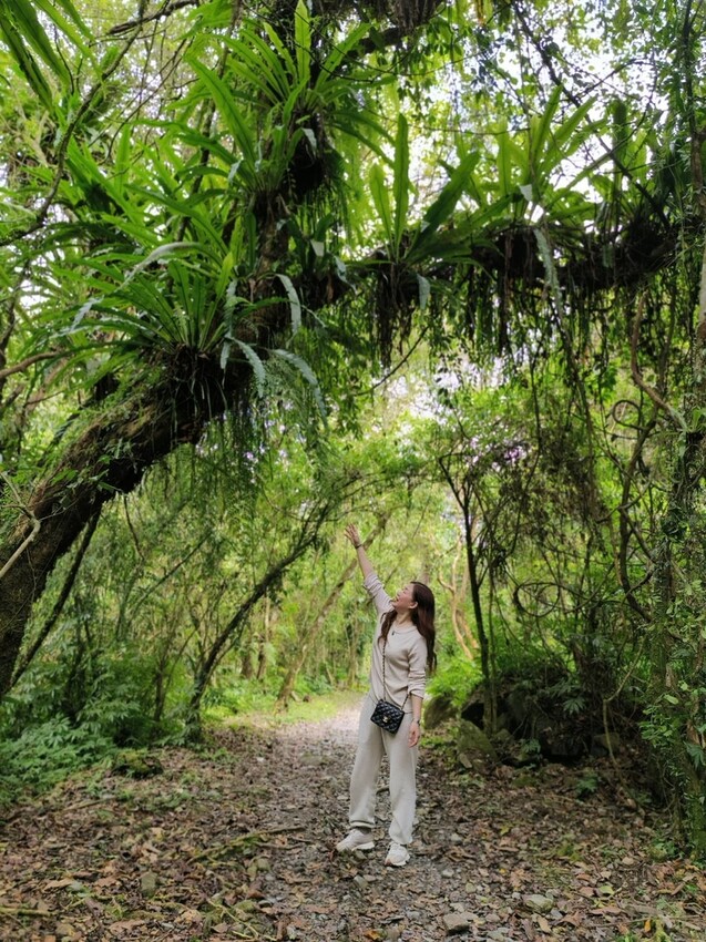 31418.jpg - 【宜蘭】松羅國家步道。平緩好走森林感十足。蕨類植物超級多像隧道的場景超好拍