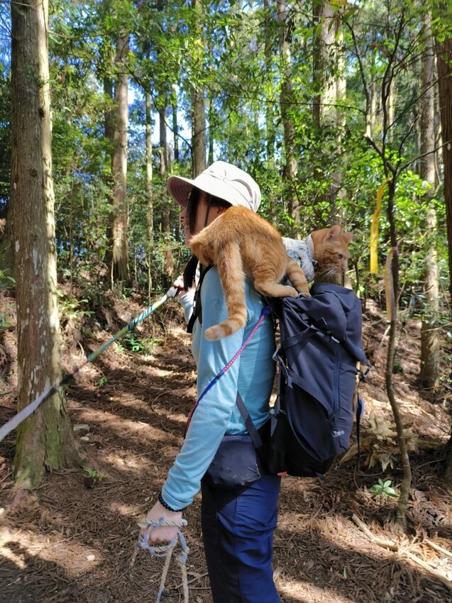 34608.jpg - 【新竹.五峰】油羅山標高1764公尺中級山。林相很美媲美高島三角點無展望。陡上陡下頗濕滑不適合帶寵物 34608.jpg - 【新竹.五峰】油羅山標高1764公尺中級山。林相很美媲美高島三角點無展望。陡上陡下頗濕滑不適合帶寵物