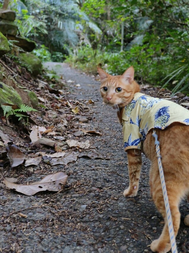 27681.jpg - 【台中.谷關】初次挑戰谷關七雄之一老六白毛山。山頂展望很棒。攜帶辛巴上山 27681.jpg - 【台中.谷關】初次挑戰谷關七雄之一老六白毛山。山頂展望很棒。攜帶辛巴上山