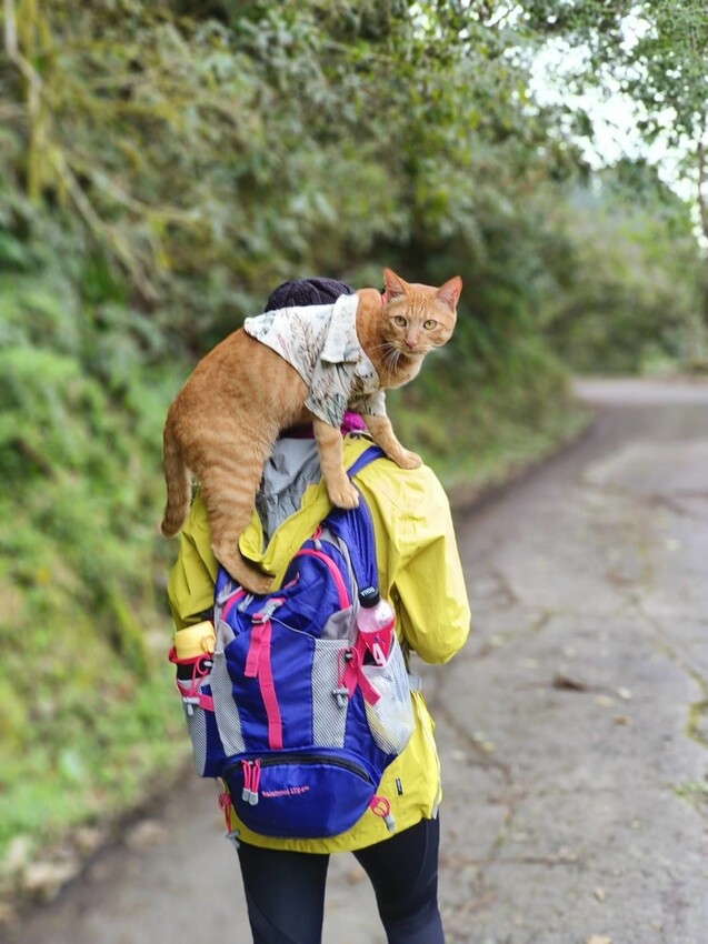 34580.jpg - 【新竹.五峰】油羅山標高1764公尺中級山。林相很美媲美高島三角點無展望。陡上陡下頗濕滑不適合帶寵物 34580.jpg - 【新竹.五峰】油羅山標高1764公尺中級山。林相很美媲美高島三角點無展望。陡上陡下頗濕滑不適合帶寵物