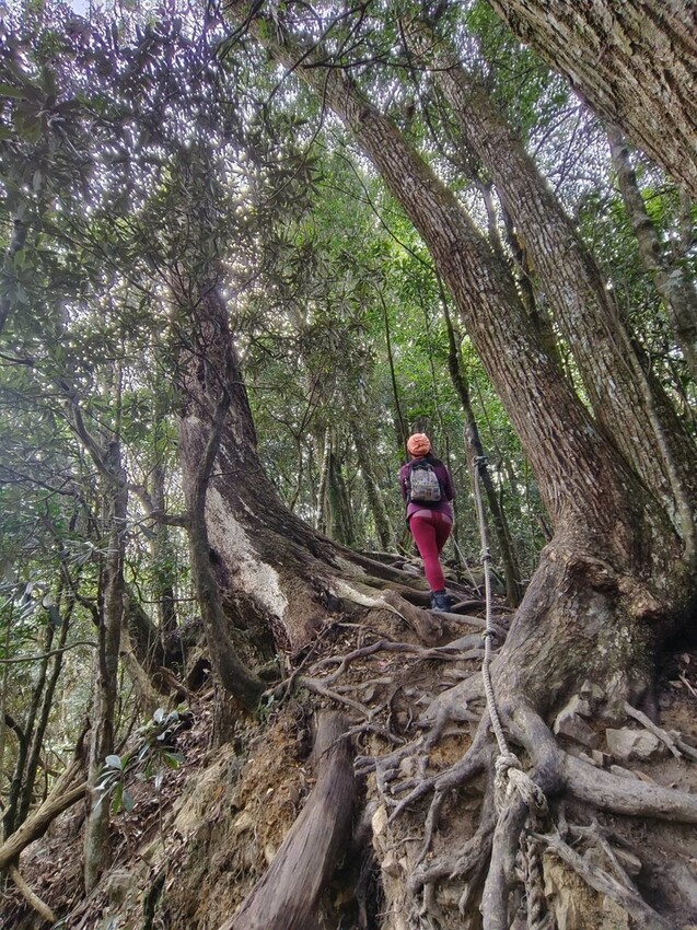 27667.jpg - 【台中.谷關】初次挑戰谷關七雄之一老六白毛山。山頂展望很棒。攜帶辛巴上山 27667.jpg - 【台中.谷關】初次挑戰谷關七雄之一老六白毛山。山頂展望很棒。攜帶辛巴上山