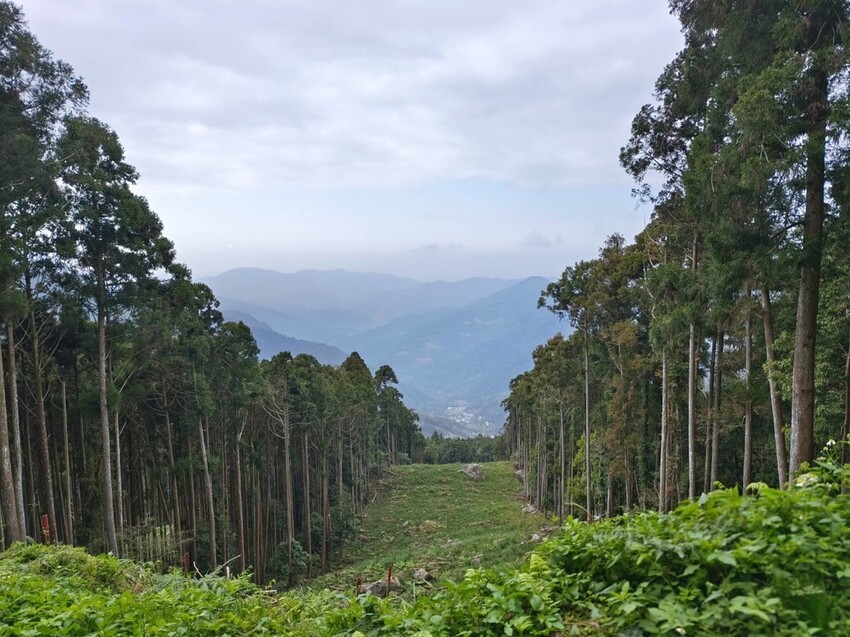 34579.jpg - 【新竹.五峰】油羅山標高1764公尺中級山。林相很美媲美高島三角點無展望。陡上陡下頗濕滑不適合帶寵物 34579.jpg - 【新竹.五峰】油羅山標高1764公尺中級山。林相很美媲美高島三角點無展望。陡上陡下頗濕滑不適合帶寵物