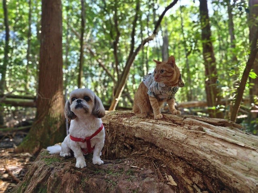 34618.jpg - 【新竹.五峰】油羅山標高1764公尺中級山。林相很美媲美高島三角點無展望。陡上陡下頗濕滑不適合帶寵物 34618.jpg - 【新竹.五峰】油羅山標高1764公尺中級山。林相很美媲美高島三角點無展望。陡上陡下頗濕滑不適合帶寵物