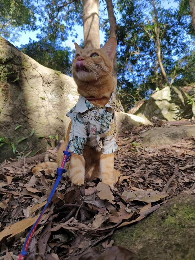 34681.jpg - 【新竹.五峰】油羅山標高1764公尺中級山。林相很美媲美高島三角點無展望。陡上陡下頗濕滑不適合帶寵物 34681.jpg - 【新竹.五峰】油羅山標高1764公尺中級山。林相很美媲美高島三角點無展望。陡上陡下頗濕滑不適合帶寵物