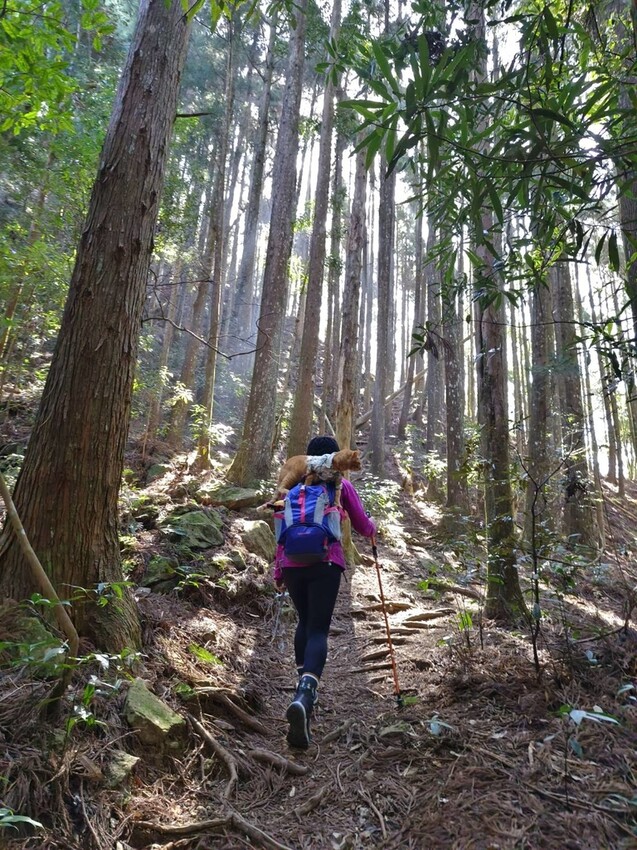 34612.jpg - 【新竹.五峰】油羅山標高1764公尺中級山。林相很美媲美高島三角點無展望。陡上陡下頗濕滑不適合帶寵物 34612.jpg - 【新竹.五峰】油羅山標高1764公尺中級山。林相很美媲美高島三角點無展望。陡上陡下頗濕滑不適合帶寵物