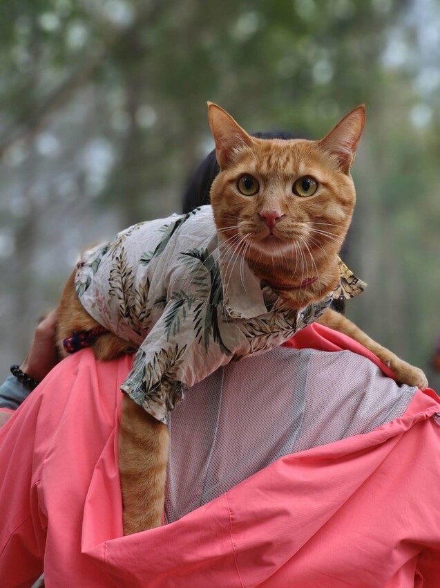 34583.jpg - 【新竹.五峰】油羅山標高1764公尺中級山。林相很美媲美高島三角點無展望。陡上陡下頗濕滑不適合帶寵物 34583.jpg - 【新竹.五峰】油羅山標高1764公尺中級山。林相很美媲美高島三角點無展望。陡上陡下頗濕滑不適合帶寵物